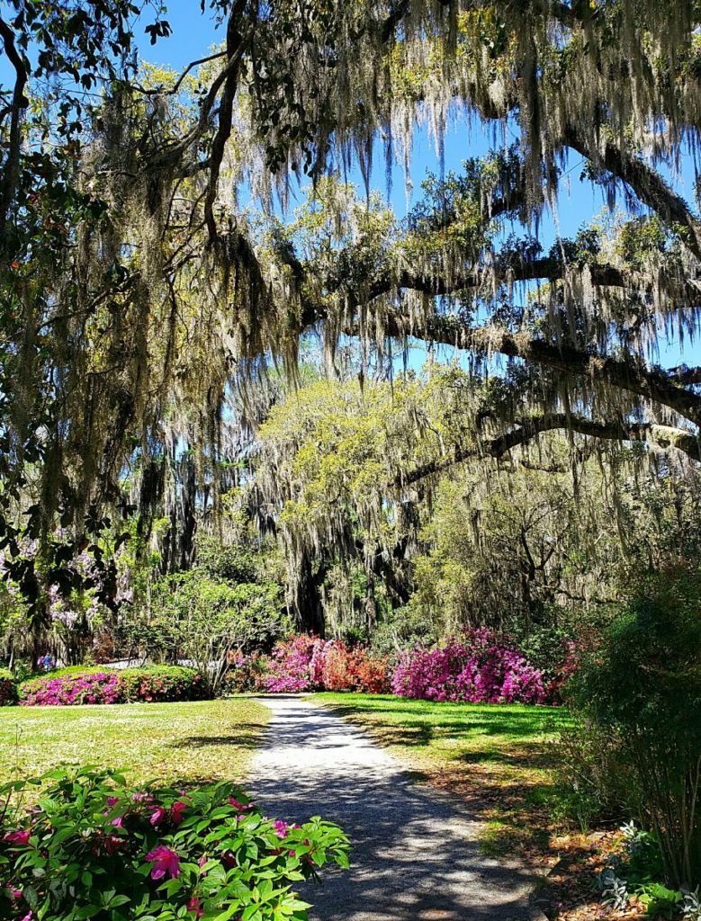 magnolia plantation gardens